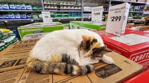 Image result for cat found