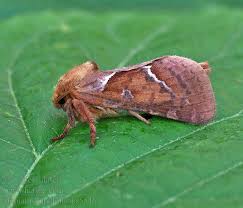 Attēlu rezultāti vaicājumam “Hepialus lupulinus”