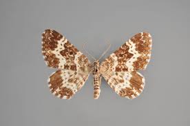 Attēlu rezultāti vaicājumam “Colostygia pectinataria female”