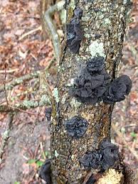 Attēlu rezultāti vaicājumam “Exidia cartilaginea”