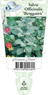 Attēlu rezultāti vaicājumam “Salvia officinalis”