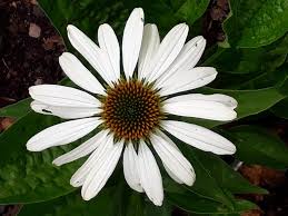 Image result for Echinacea Lustre hybrids