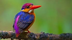 Image result for Bird
