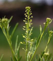 Attēlu rezultāti vaicājumam “Lepidium densiflorum flower”