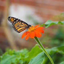 Image result for Cambridge Monarchs