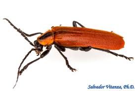 Attēlu rezultāti vaicājumam “Cantharidae”