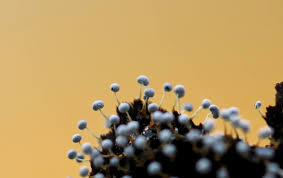 Attēlu rezultāti vaicājumam “Oligonema persimile macro”