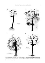 Attēlu rezultāti vaicājumam “Badhamiopsis macrospora”
