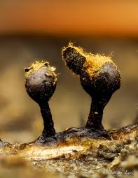 Attēlu rezultāti vaicājumam “Colloderma oculatum macro”