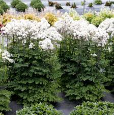 Attēlu rezultāti vaicājumam “Thalictrum aquilegifolium fruit”
