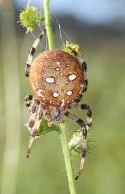 Attēlu rezultāti vaicājumam “Araneus quadratus female”