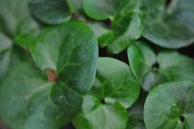 Attēlu rezultāti vaicājumam “Asarum europaeum leaf”