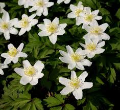 Image result for Buschwindröschen