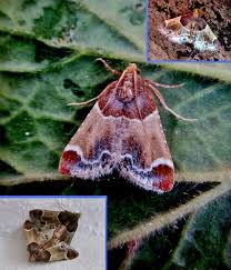 Attēlu rezultāti vaicājumam “Pyralis farinalis”