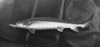 Image result for Acipenser