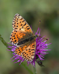 Attēlu rezultāti vaicājumam “Boloria eunomia underside”