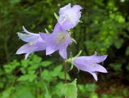 Attēlu rezultāti vaicājumam “Campanula trachelium flower”