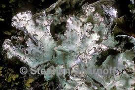 Attēlu rezultāti vaicājumam “Platismatia glauca”