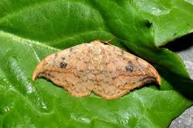 Attēlu rezultāti vaicājumam “Drepana falcataria”