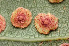 Attēlu rezultāti vaicājumam “Neuroterus quercusbaccarum”