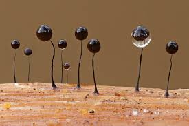 Attēlu rezultāti vaicājumam “Comatricha nigra young”