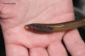 Attēlu rezultāti vaicājumam “Lampetra planeri”