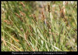 Attēlu rezultāti vaicājumam “Blysmus compressus fruit”