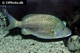 Image result for Haemulon plumierii