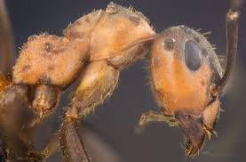 Attēlu rezultāti vaicājumam “Formica rufa”