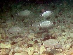 Image result for Oblada melanurus