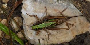 Attēlu rezultāti vaicājumam “Metrioptera brachyptera”