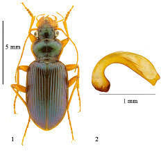 Attēlu rezultāti vaicājumam “Leistus terminatus”