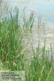 Attēlu rezultāti vaicājumam “Butomaceae”