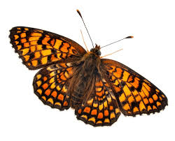 Attēlu rezultāti vaicājumam “Melitaea phoebe”