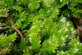 Attēlu rezultāti vaicājumam “Fissidens”