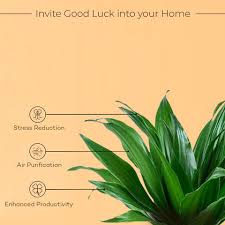 Attēlu rezultāti vaicājumam “Conardia compacta macro”