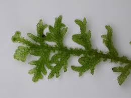 Attēlu rezultāti vaicājumam “Trichocolea tomentella”