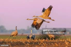 Attēlu rezultāti vaicājumam “Grus grus”