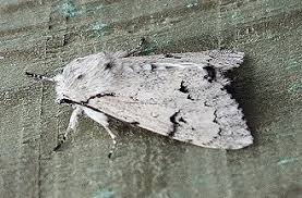 Attēlu rezultāti vaicājumam “Acronicta leporina”