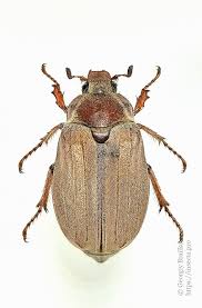 Attēlu rezultāti vaicājumam “Melolontha melolontha imago”