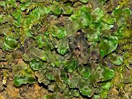 Attēlu rezultāti vaicājumam “Pellia endiviifolia sporophyte”