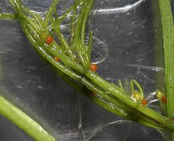 Attēlu rezultāti vaicājumam “Chara polyacantha”