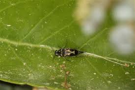 Attēlu rezultāti vaicājumam “Mordella sp.”