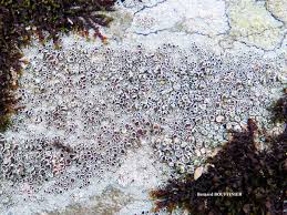 Attēlu rezultāti vaicājumam “Lecanora argentata”