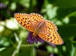 Attēlu rezultāti vaicājumam “Argynnis adippe male”