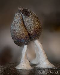 Attēlu rezultāti vaicājumam “Diachea leucopodia stalked”