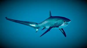 Image result for Alopias pelagicus