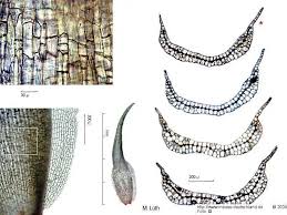 Attēlu rezultāti vaicājumam “Leucobryum juniperoideum”