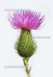 Attēlu rezultāti vaicājumam “Cirsium vulgare”