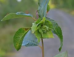 Attēlu rezultāti vaicājumam “Rabdophaga heterobia”